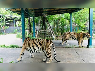Pattaya Tiger Park