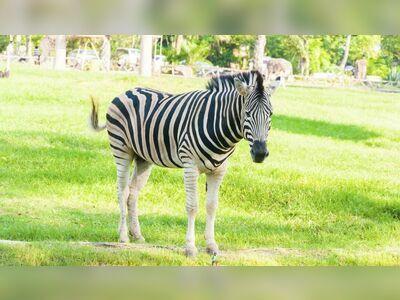 Bang Phra Reservoir and Khao Khiao Open Zoo