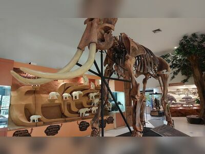 Petrified Wood Museum