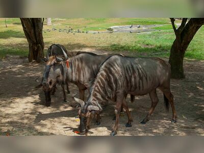 Bang Phra Reservoir and Khao Khiao Open Zoo
