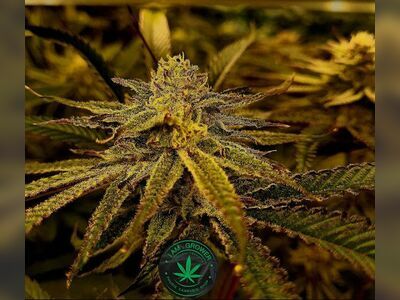 I'am Grower By Phuris​ Cannabis​ Shop​