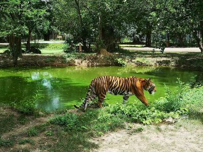Safari Park in Kanchanaburi