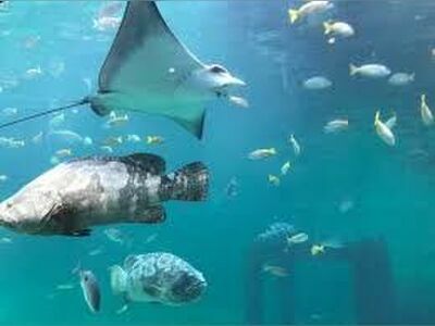 Koh Khao Kheow Aquarium