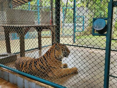 Tiger Park Phuket