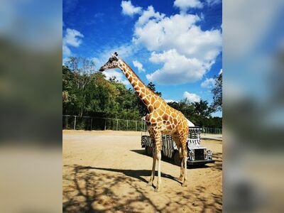 Safari Park in Kanchanaburi