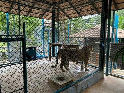 Tiger Park Phuket