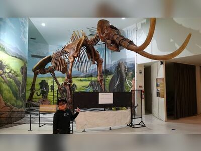 Petrified Wood Museum