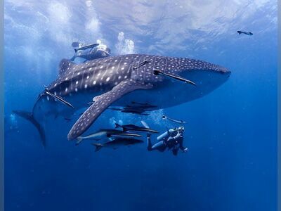 Dive Tribe Phi Phi
