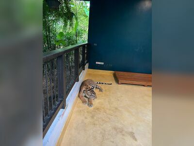 Tiger Park Phuket