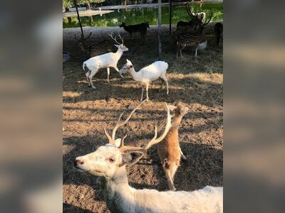 Safari Park in Kanchanaburi