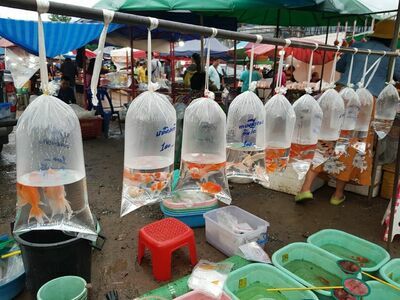 Moo Si Market