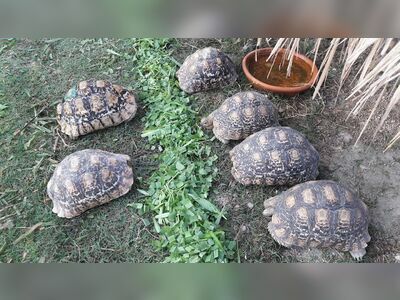 Turtle Conservation Center