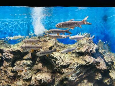 Nong Yat Freshwater Aquarium