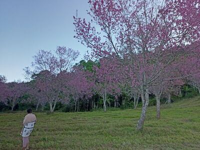 Phu Lom Lo