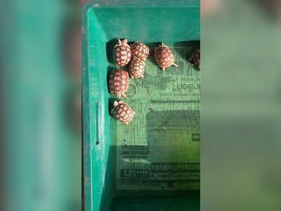 Turtle Conservation Center
