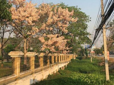 Nong Krating Public Park
