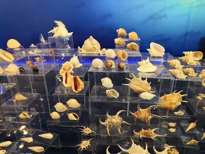 Natural History Museum, Ap. S.T.H., Khon Kaen University