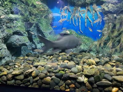 Nong Yat Freshwater Aquarium