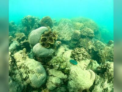 Sea Man Koh Samet Snorkeling & Ferry Service