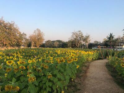 Nong Krating Public Park