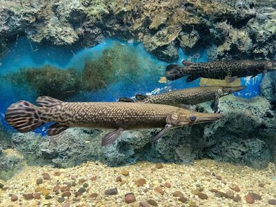 Nong Yat Freshwater Aquarium