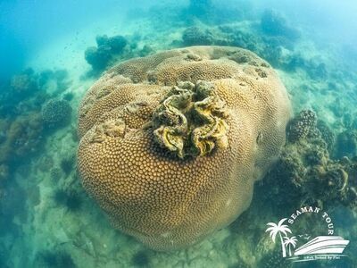 Sea Man Koh Samet Snorkeling & Ferry Service