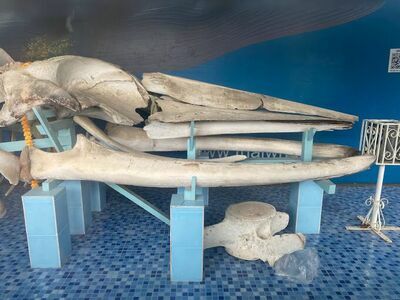 Sea Life Aquarium in Phetchaburi