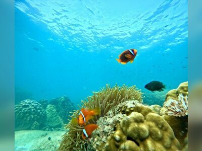 Sea Man Koh Samet Snorkeling & Ferry Service