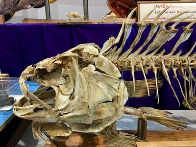 Natural History Museum, Ap. S.T.H., Khon Kaen University