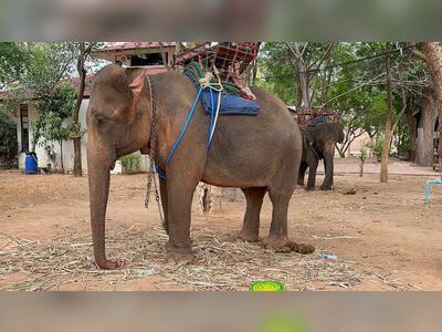 Surin Elephant Museum