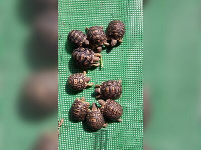 Turtle Conservation Center