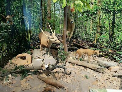 Natural History Museum, Ap. S.T.H., Khon Kaen University