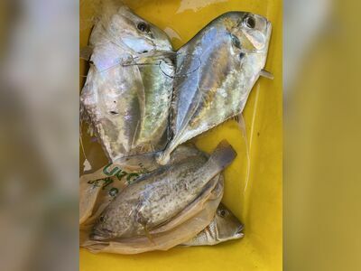 fishing boat rental or fishing tours on
