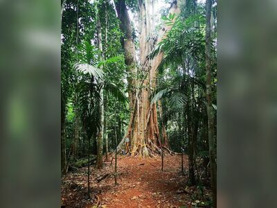 Giant Makha Tree