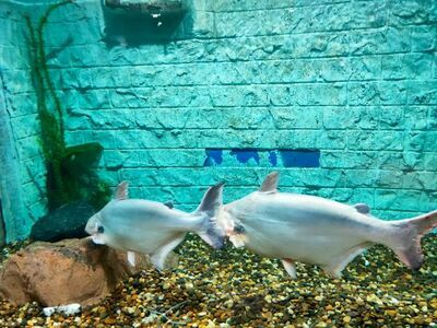 Nong Khai Aquarium