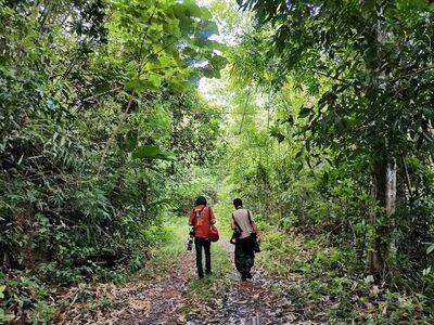 Chumphon Khet Udomsak Wildlife Sanctuary - Northern Region