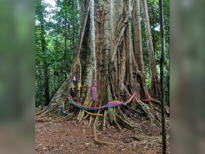 Giant Makha Tree