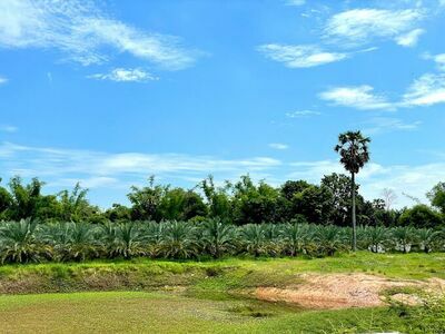 don Park Date Palm Garden (Nong Khai)