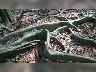 Giant Makha Tree