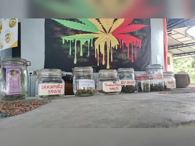 Monkey Cannabis Shop