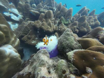 Wichit Tour Koh Lipe