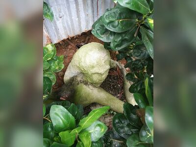 Somchai's Love Garden
