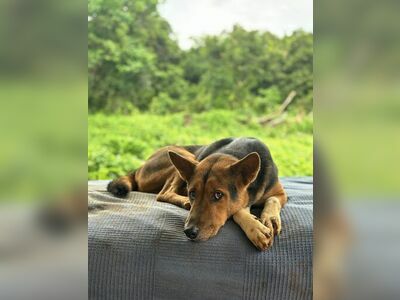 Koh Mak Animal Clinic