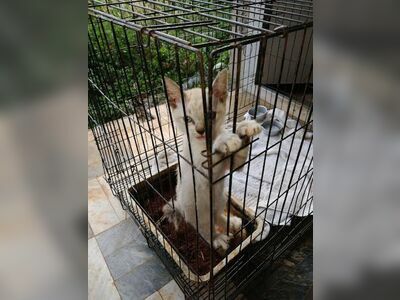 Koh Mak Animal Clinic