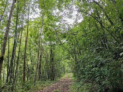 Chumphon Khet Udomsak Wildlife Sanctuary - Northern Region