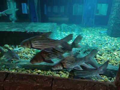 Nong Khai Aquarium