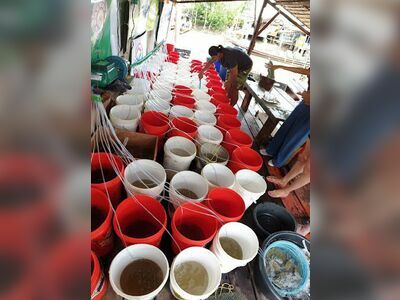 Chumphon Crab Conservation Club