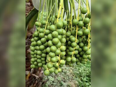 don Park Date Palm Garden (Nong Khai)