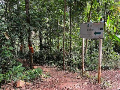 Giant Makha Tree