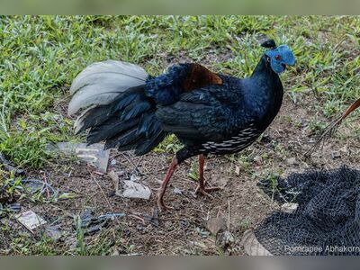 Chumphon Khet Udomsak Wildlife Sanctuary - Northern Region